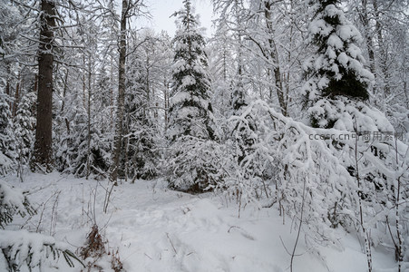 银装素裹的雪林深处