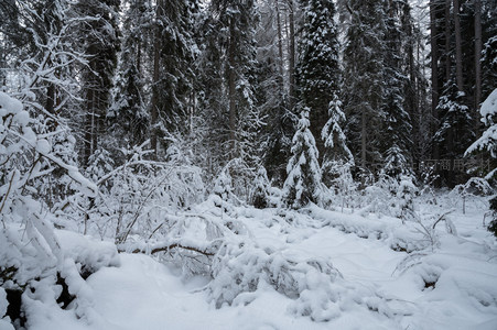 雪野中的沉寂森林