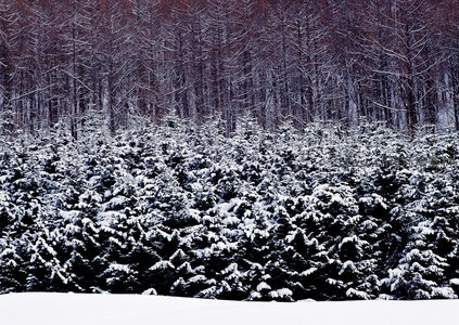 密林深处雪满枝