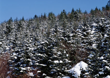 晴空之下雪覆林