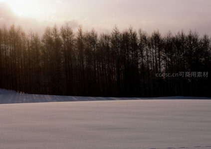 夕照雪原剪影林