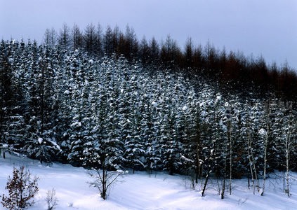 雪山密林，苍翠与白雪交织的画卷