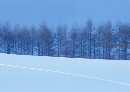 雪坡远树蓝空如洗