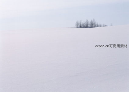 雪原孤树，天地一色静谧无垠