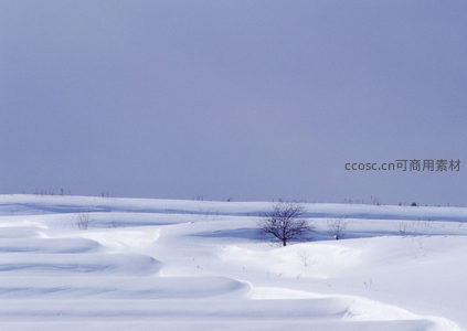 雪丘起伏，孤木点缀苍茫天地