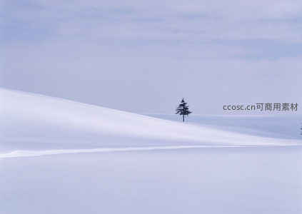 雪坡孤松，极简构图意境深远