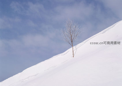 孤树傲雪，蓝天映衬下的坚韧之美