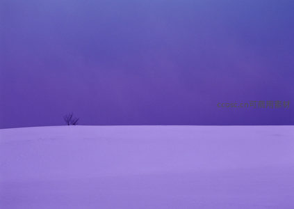 孤树伫立于紫色雪原的寂寥意境