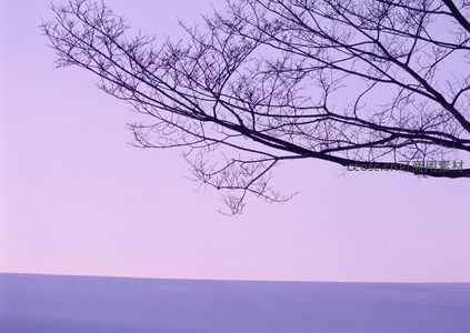 枯枝剪影，紫霞漫天如画