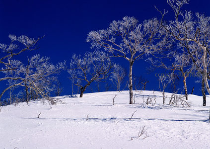 雪原枯树，湛蓝天空下的冬日画卷