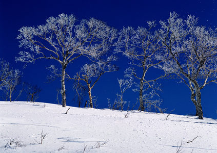 银装素裹，雪覆枝头映衬蔚蓝苍穹
