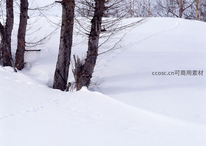 树根雪覆显沧桑，足迹轻踏留寂寥