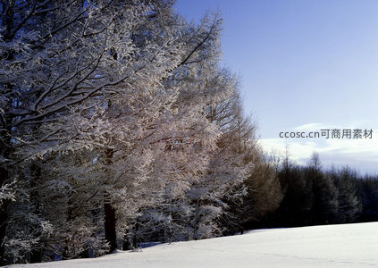 银装素裹的树冠在蓝天映衬下闪耀