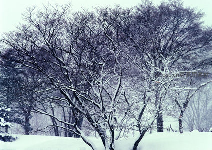 雪覆枯枝，冬日静谧林景