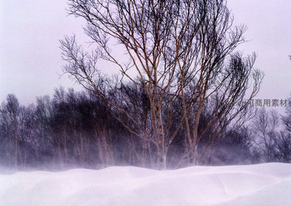 雾雪弥漫，孤树傲立雪原