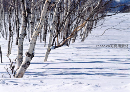 白桦成行，雪野光影交错