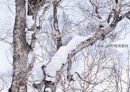 雪积枝头，白桦纹理清晰