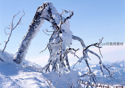 雪覆枯枝，冬日山野的静谧之美