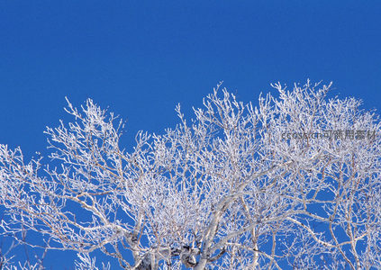 雾凇满枝，如玉树琼花映蓝天
