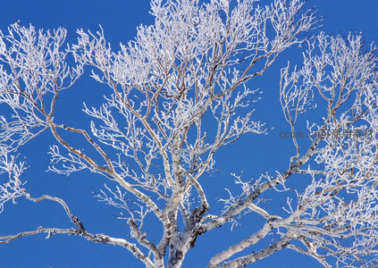 霜枝映蓝天，冬日静谧之美