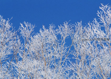 冰晶覆枝头，冬日森林剪影