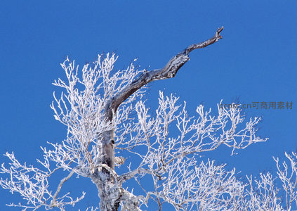 孤枝傲雪立，苍劲显风骨