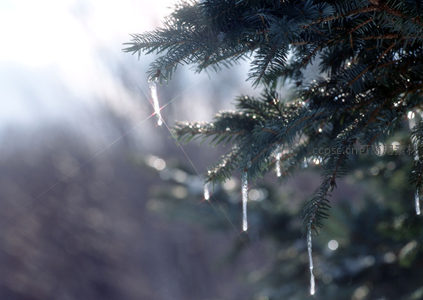 松枝冰凌，阳光穿透晶莹剔透