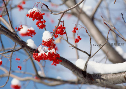 雪覆红果，枝头点缀冬日暖色
