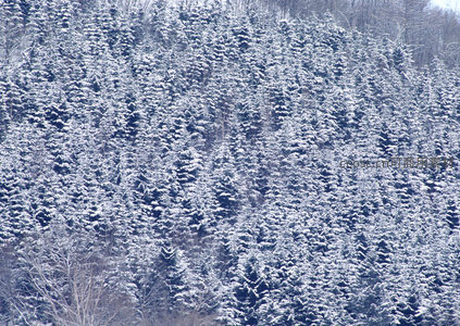 雪覆松林，静谧山野银白世界