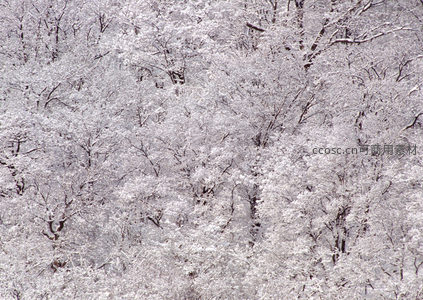 漫天飞雪覆枝头，玉树琼花满山岗