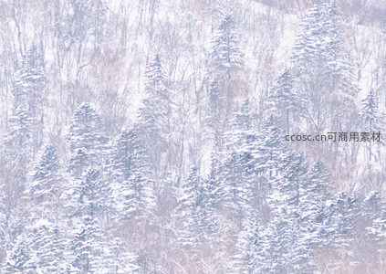 松柏傲雪立山间，银装素裹展苍劲