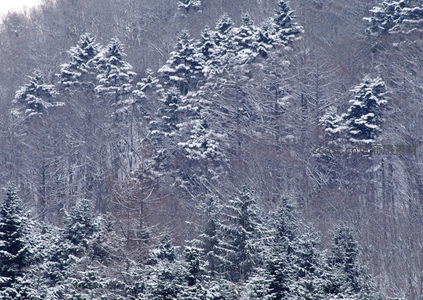 雪压青松不弯腰，层林尽染冬意浓