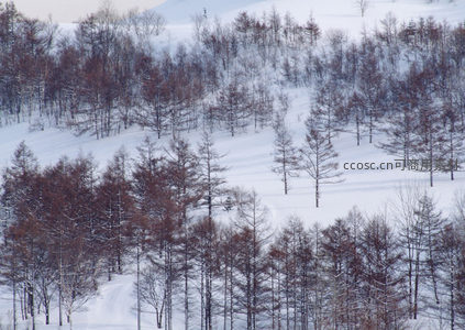 雪原之上，枯木疏影成诗
