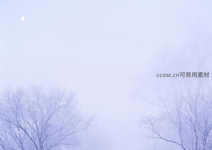 雾中月影，枯树静默如画