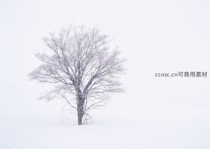 孤树傲雪，天地一色静谧如画
