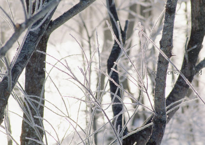 枝头凝霜，冬日森林的细腻纹理