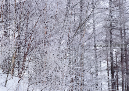 雾凇满林，银装素裹的童话世界