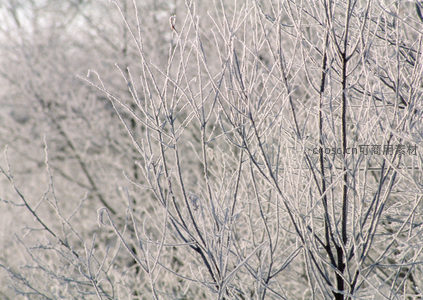 冰晶缠枝，冬日晨曦的冷冽诗意