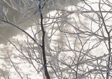 霜枝剪影，水面倒影中的冬日诗篇