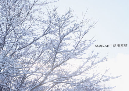 阳光穿透雪枝，冬日暖意