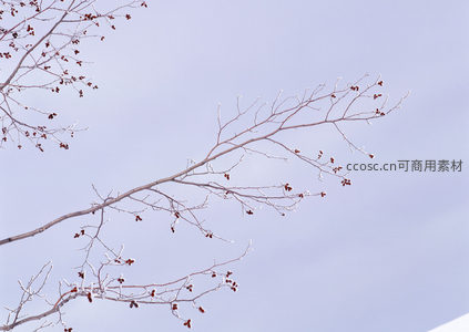 霜枝红果，冬日清冷之美