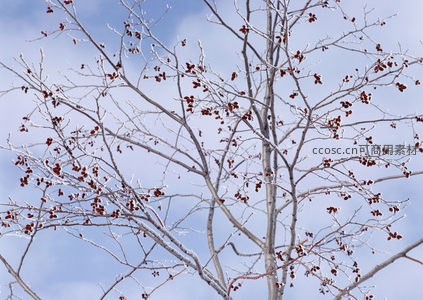 冰晶裹枝，红果映蓝天