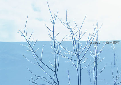 雪覆枯枝，冬日静谧之美