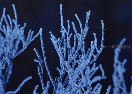 微距下的霜花晶莹剔透