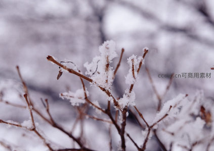 雪中枝头绽放洁白花朵