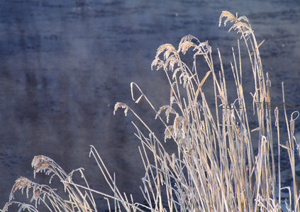 晨霜芦苇随风轻舞