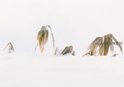 雪地残叶静默守冬