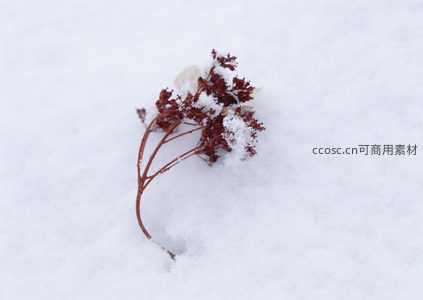 雪中枯枝静美如画
