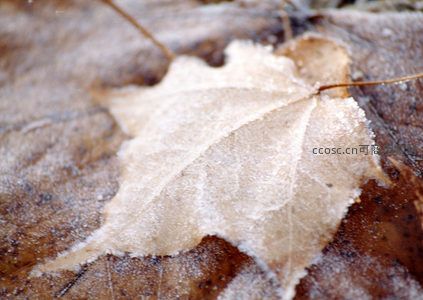 霜覆落叶脉络清晰