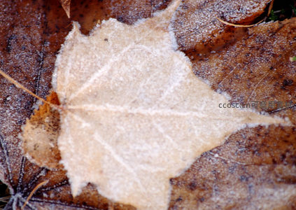 霜冻叶片细节特写